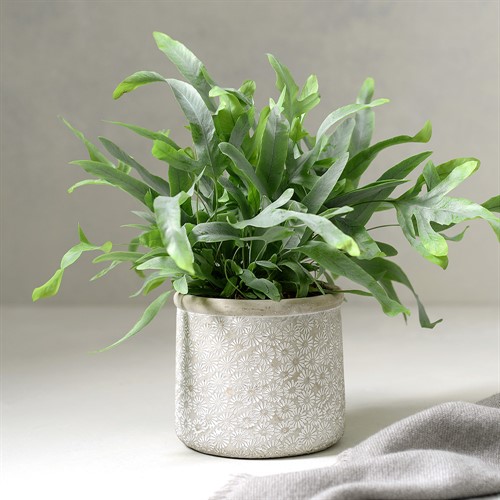 Grey Daisies Cement Indoor Planter - Small