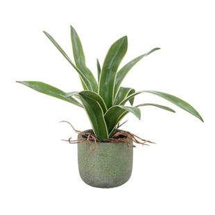 Potted Agave Green