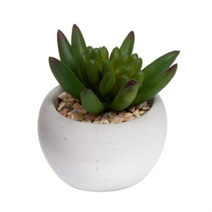 Miniature Little Jewel Succulent in Pot