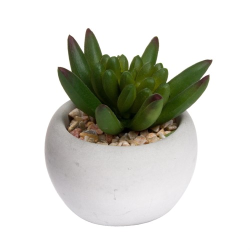 Miniature Little Jewel Succulent in Pot