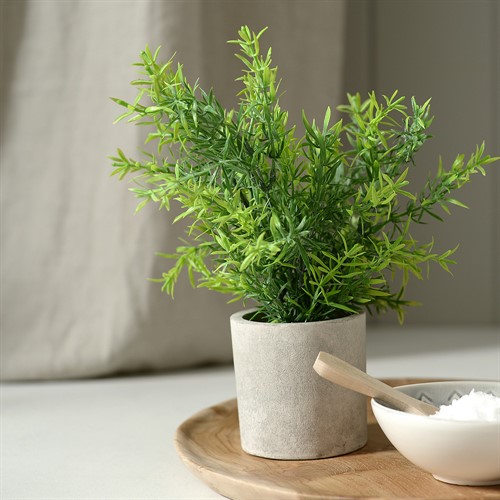 Rosemary Plant in Stone Effect Pot