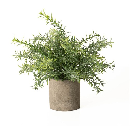 Rosemary Plant in Stone Effect Pot