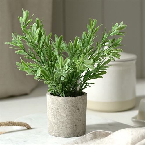 Buxus Plant in Stone Effect Pot