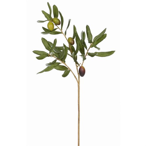 Olive Stem