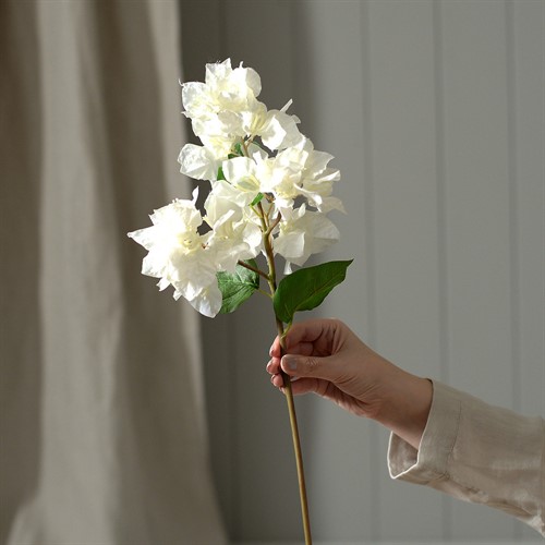 Bougainvillea Stem White