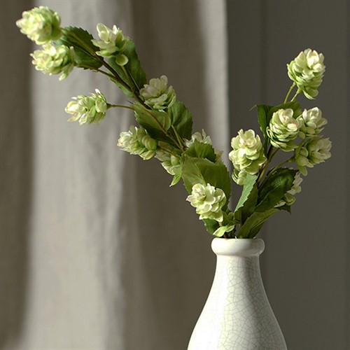Hops Stem