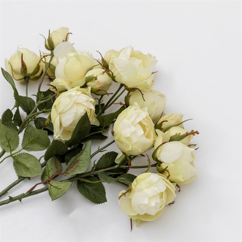Rose Spray White