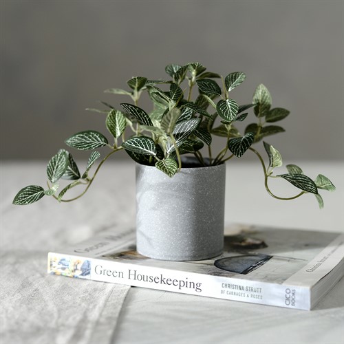 Potted Fittonia Plant